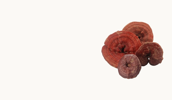 Ganoderma Lucidum Reishi  Mushroom Extract