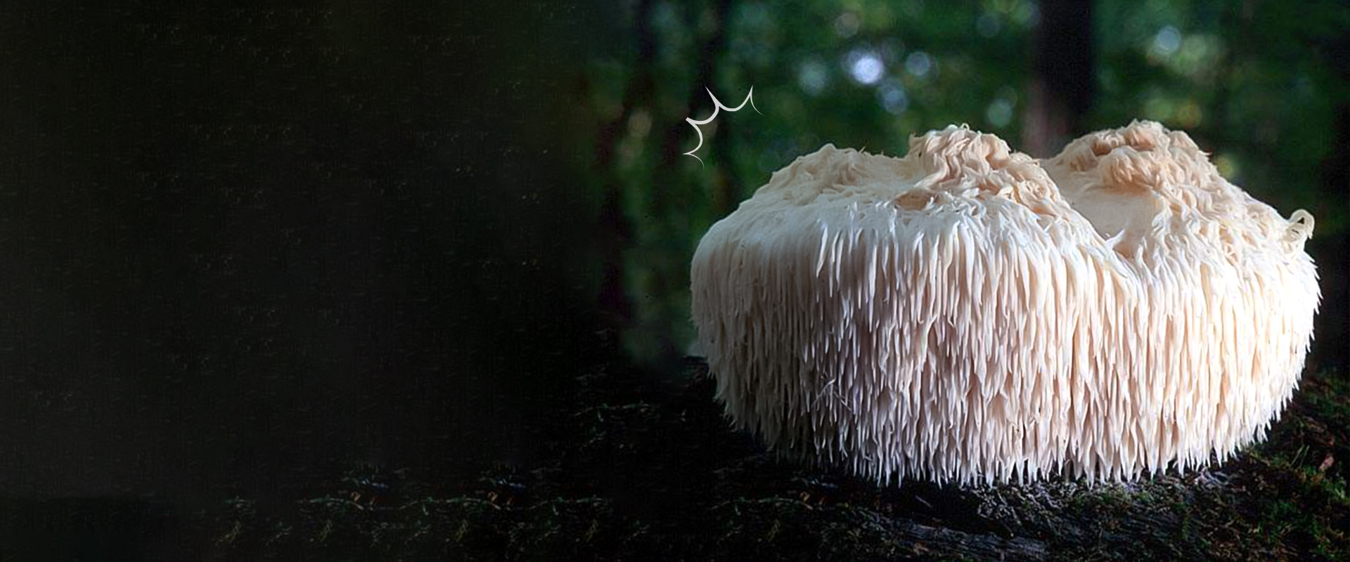 Hericium Erinaceus Lion´s