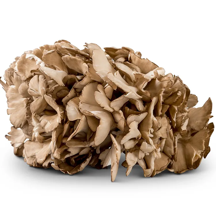 Maitake mushroom with overlapping fan-shaped caps