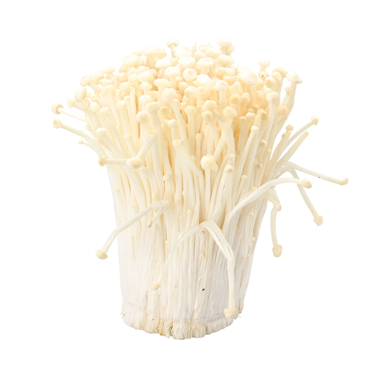 Enoki Extract