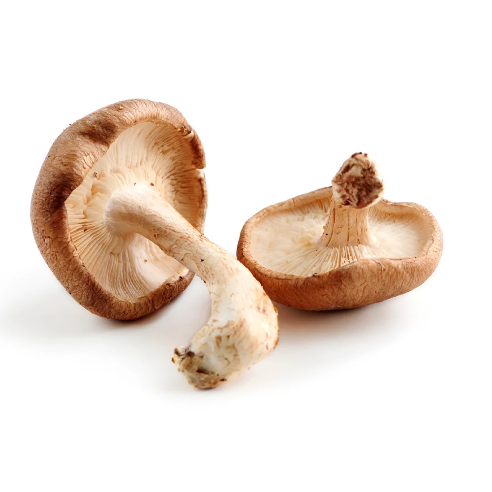 Shiitake Mushroom Extract