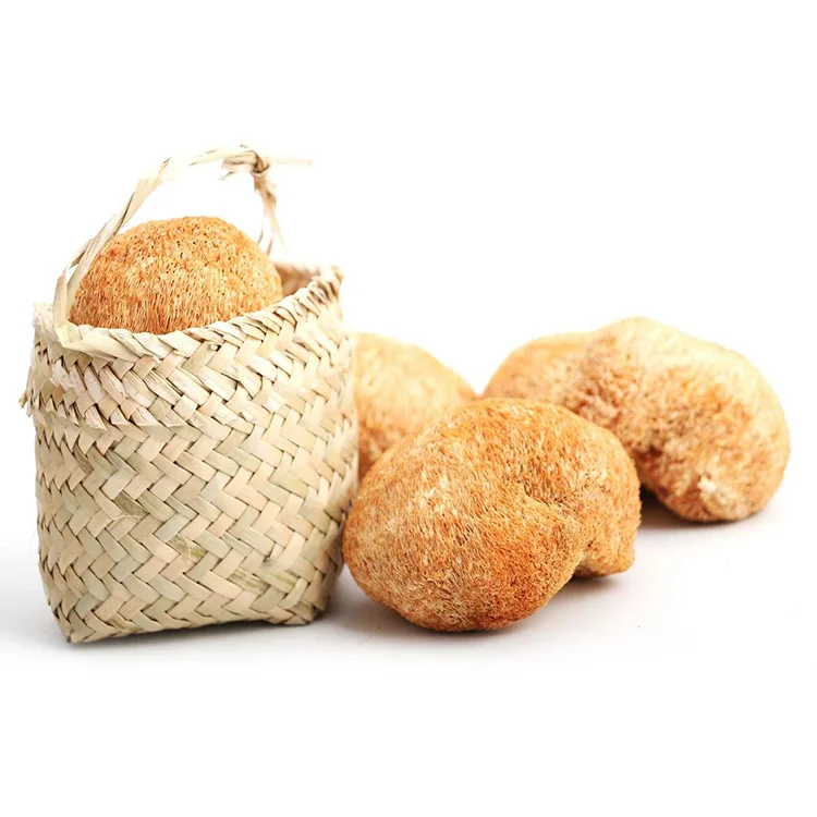 Lion's Mane Mushroom Extract
