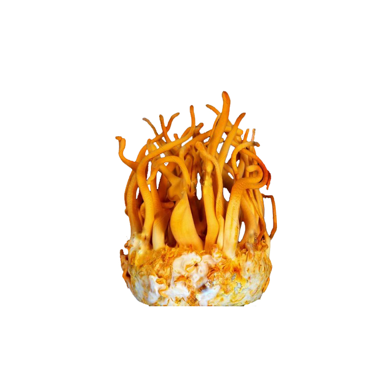 Cordyceps Militaris Mushroom Extract