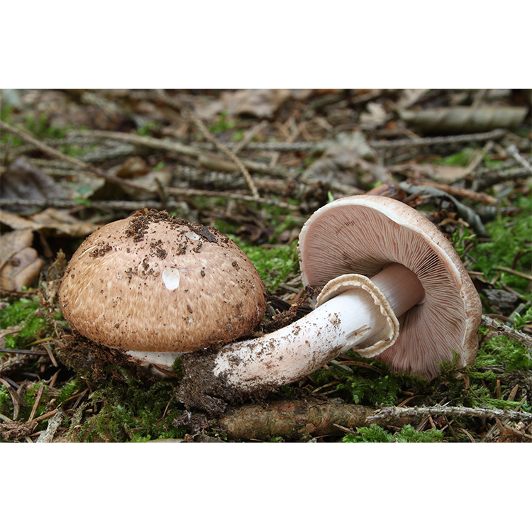 Agaricus Blazei Mushroom Powder