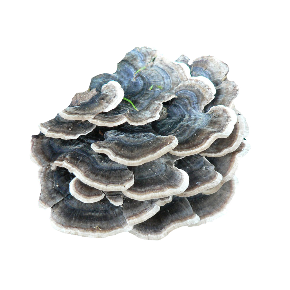 Organic Trametes Versicolor Mushroom Turkey Tail Mushroom Extract Powder