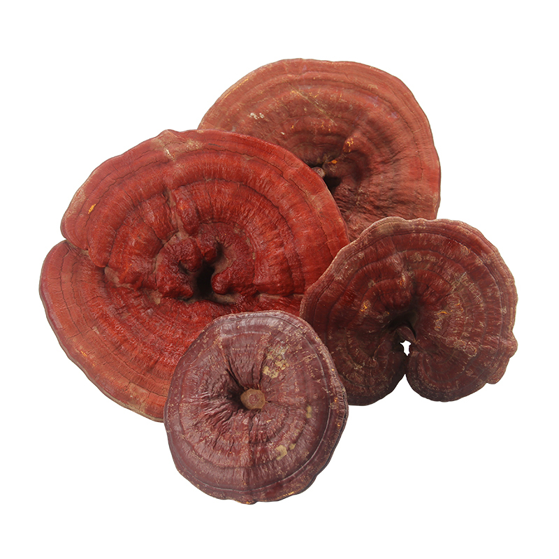 Buy Reishi Mushroom Powder - Boost Immunity & Wellness with Ganoderma
