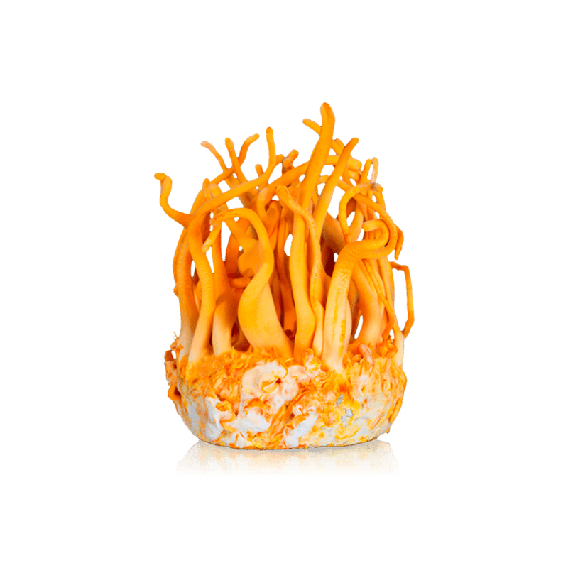 Cordyceps Militaris Extract Powder: Boost Immunity & Energy