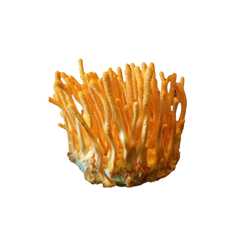 Cordyceps Militaris Mushroom Powder