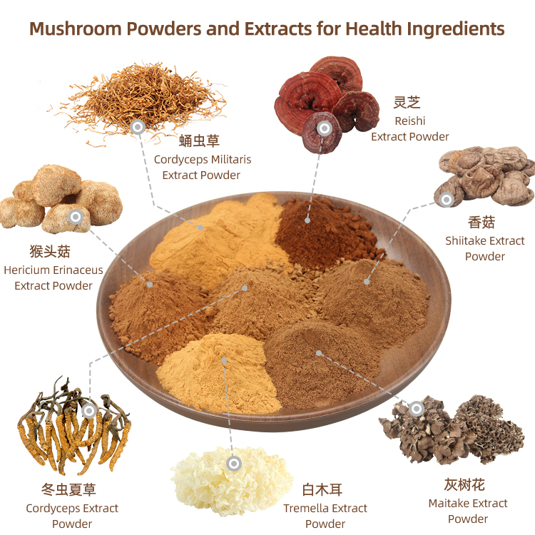 5Organic Enoki/Flammulina Velutipes Mushroom Extract
